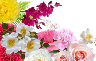 Flowers By Zak