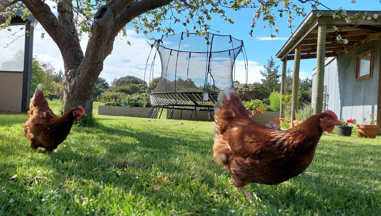 Talking Hens - Backyard Hens