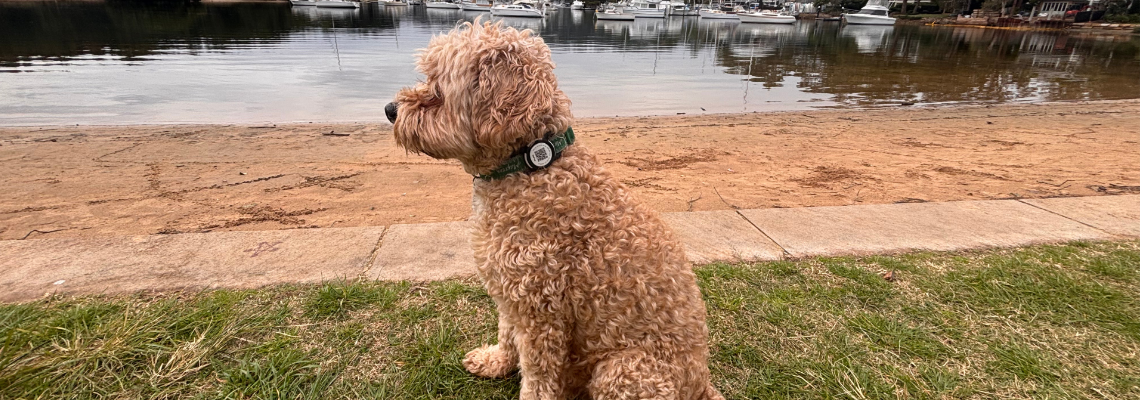 Petfindr - Oscar wearing his PetFindr Tag