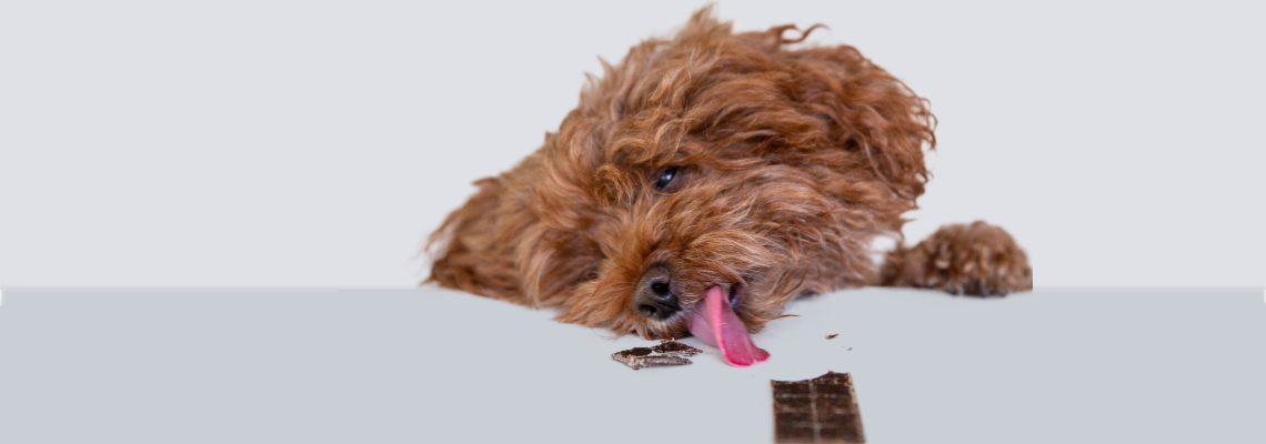 Truely Tasty Treats - Pet Treats
